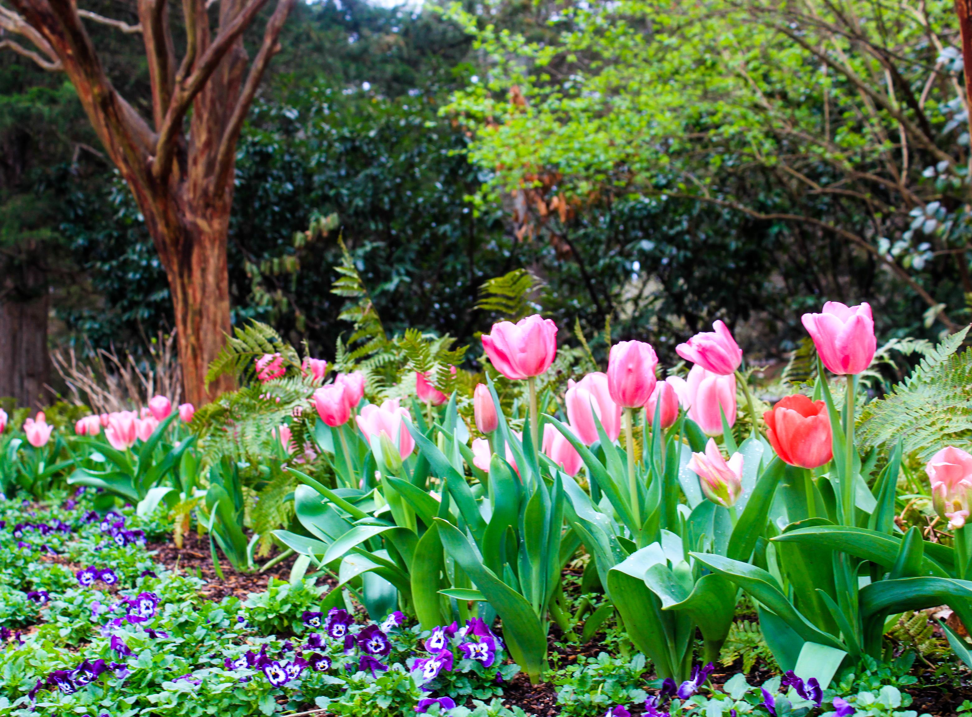 Huntsville Blooms